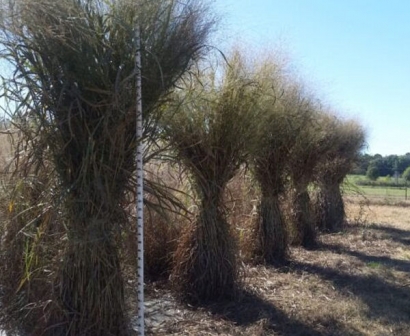 Key Switchgrass Genes Identified, Which Could Mean Better Biofuels Ahead