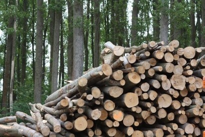 Companies Join to Study Commercial Production of Low Carbon Biofuel Using Woody Biomass 