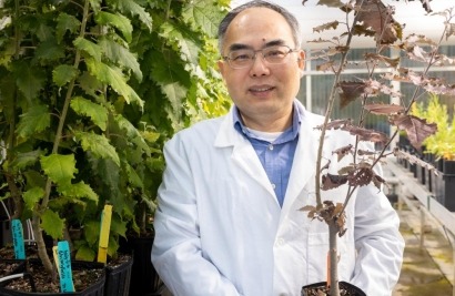 Q&A with Xiaohan Yang: Transforming Plants for a Cleaner Future