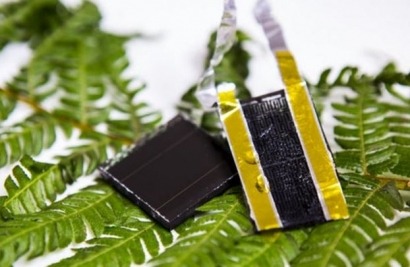 New energy storage design inspired by American fern