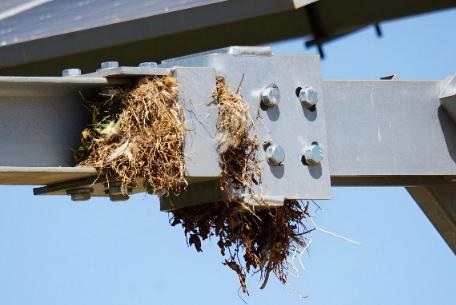 Algo está ocurriendo en las instalaciones agrovoltaicas