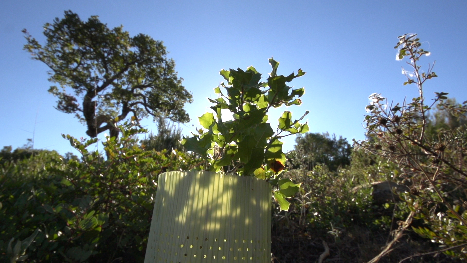 Gestión forestal y bioenergía: los mejores aliados frente al fuego en España