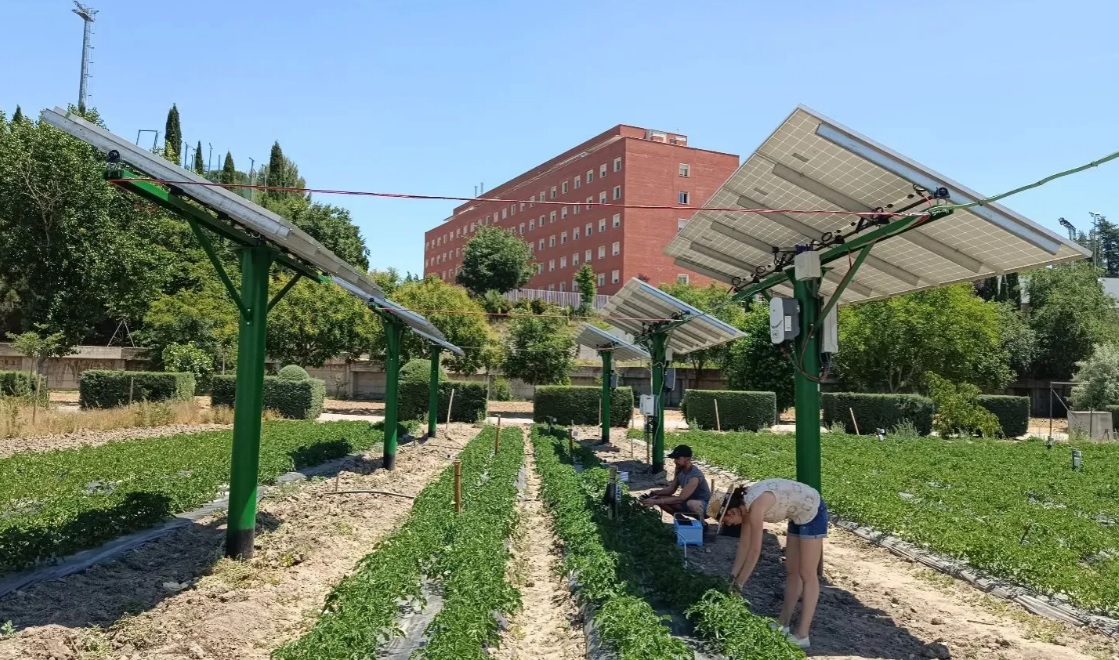 Cultivar tomates y generar energía solar en la misma superficie es "mucho más eficiente" que hacerlo en superficies separadas