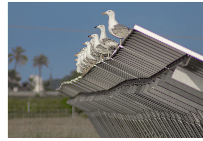 ¿Cómo percibe la ciudadanía la instalación de un parque solar en su territorio?