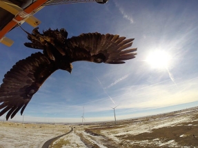 NREL Tool Aims To Predict Interactions Between Soaring Eagles and Wind Turbines