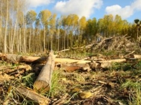 La biomasa del bosque extremeño impulsa el rendimiento de la cooperativa de aceite de Logrosán