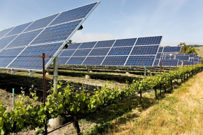 México apuesta por la agrovoltaica para blindar su seguridad energética y alimentaria
