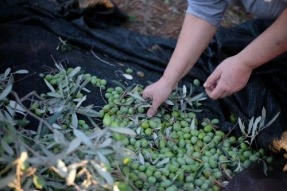 La Junta de Andalucía otorga autorización ambiental para una planta de compostaje de alperujo en Córdoba La Junta de Andalucía otorga autorización ambiental para una planta de compostaje de alperujo en Córdoba