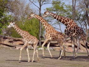 Detroit Zoo to Meet 100% Renewable Energy Goal