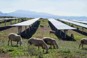 EDP despliega en Italia su primera planta agrovoltaica europea