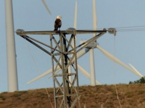 Sí a la moratoria para nuevos parques de energías renovables
