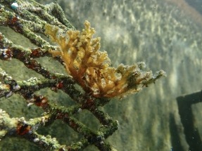 
Oasis azules junto a parques eólicos offshore para recuperar la biodiversidad en el mar
