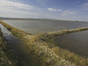 El Parque Natural del Delta del Ebro emplea energía solar para reducir la salinidad de sus aguas El Parque Natural del Delta del Ebro emplea energía solar para reducir la salinidad de sus aguas
