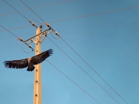 Ecologistas exigen al Ministerio para la Transición Ecológica la prometida revisión de la normativa sobre tendidos y aves