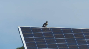 La UAM y Total Energies apuestan por la energía solar compatible con la conservación de la biodiversidad La UAM y Total Energies apuestan por la energía solar compatible con la conservación de la biodiversidad