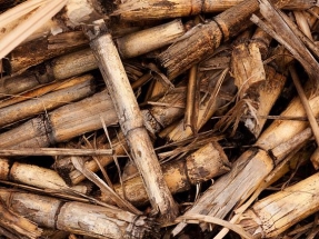 Biomass Market Growth Promoted By Increasing Investments In Renewable Power Generation