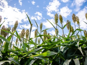 Making Biofuels Cheaper by Putting Plants to Work