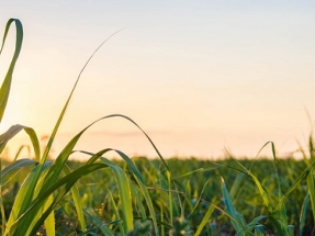 Biotech Breakthrough Turns Waste Biomass into Biofuel