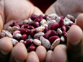 Food Security on the Agenda at COP23 