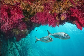 BayWa se une al Proyecto Sea Starlight para fomentar el cuidado de la biodiversidad en Euskadi
