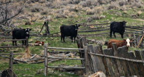 Malheur County, Oregon Issued BDO Zone ‘A’ Rating for Dairy & Feedlot Manure