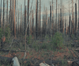 Mast Reforestation Sells Out MT1 Biomass Burial Credits