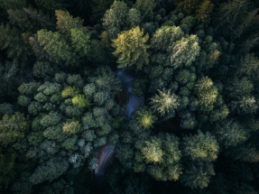 Goodwe lanza un proyecto global de reforestación para mitigar el cambio climático