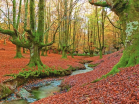 El Parlamento Europeo aprueba que a partir de 2030 la absorción de CO2 por los bosques supere a las emisiones