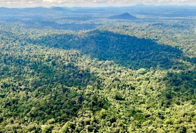 
La ONU pide invertir tres veces más en los bosques tropicales para salvarlos

