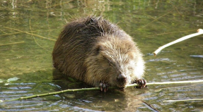 Castores y cambio climático, una relación insospechada