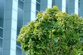Los proyectos de carácter climático respaldados por la Agencia española de Crédito a la Exportación crecen un 248% Los proyectos de carácter climático respaldados por la Agencia española de Crédito a la Exportación crecen un 248%