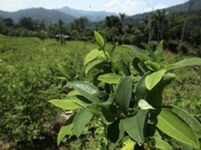 
El narcotráfico, una amenaza más para la Amazonía y la lucha contra el cambio climático
