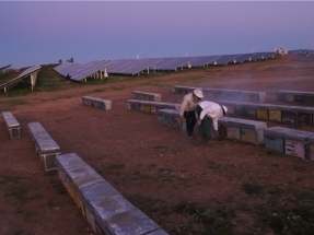 El parque solar en el que siembran colmenas de abejas y el ganado controla el crecimiento de las malas hierbas