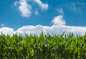 BASF and Nutrien Collaborate on Expanding Farmer Access to Biofuel Markets
