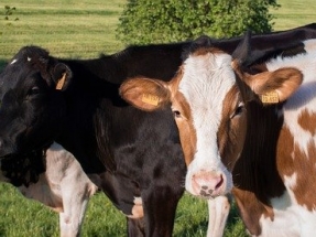 IBA Announces First Dairy Biogas Project in North America