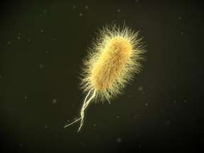 El proyecto europeo EnabLED quiere fabricar LEDs con proteínas producidas por bacterias