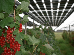 El sector energético premia a BayWa r.e. y Siemens Gamesa, entre otras compañías, por sus proyectos "excepcionales"