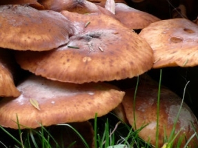 Fungal Enzymes Could Unlock Secret to Making Renewable Energy from Wood