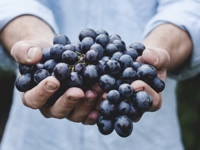 How Renewable Energy Helps Our Food Production Service