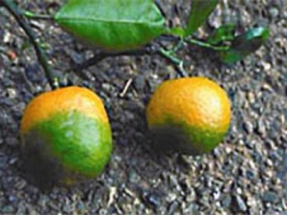 Attis Innovations Strikes Partnerships to Create Biomass Value from Rogued Citrus Trees