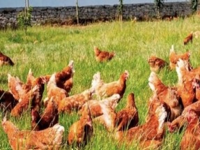 Reducir el consumo energético y de agua y aumentar el bienestar animal, el 3X1 del proyecto Simbav