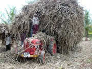 Biomass - a sustainable renewable energy source for India!