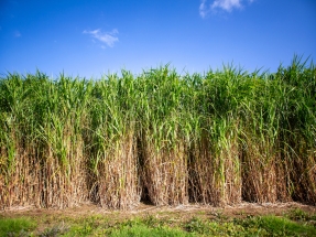 UK Government Provides £3.3 Million in Funding to Miscanthus Upscaling Project