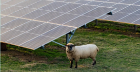 Meridian Energy Secures Consent for Morrinsville Solar Farm in New Zealand