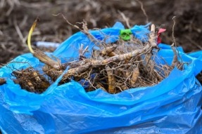 


El rápido crecimiento de la hierba Miscanthus produce grandes cantidades de biomasa


