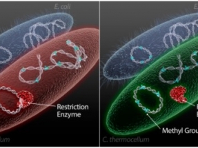 ORNL Develops Method to Customize Microbes for Better Biofuel Production