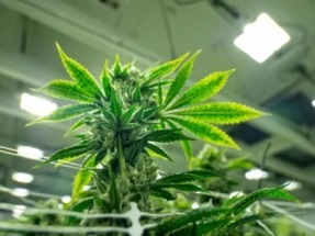 Colorado Launches Cannabis Resource Optimization Program to Improve Energy Efficient Cultivation 