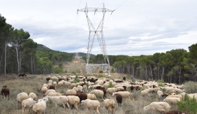Pastoreo en Red: la iniciativa contra incendios forestales de Redeia que ha convencido a la UICN Pastoreo en Red: la iniciativa contra incendios forestales de Redeia que ha convencido a la UICN