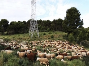 800 vacas, cabras y ovejas controlarán la vegetación bajo los tendidos de Red Eléctrica en Cabrales 800 vacas, cabras y ovejas controlarán la vegetación bajo los tendidos de Red Eléctrica en Cabrales
