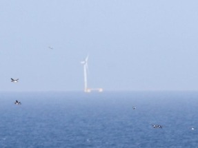 SEO/BirdLife alerta sobre el potencial impacto en la avifauna de la eólica marina en aguas de Galicia SEO/BirdLife alerta sobre el potencial impacto en la avifauna de la eólica marina en aguas de Galicia
